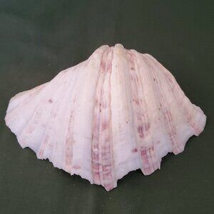 Extra Large Sandy Clam Shell with 5 Small Decorative Seashell Soaps